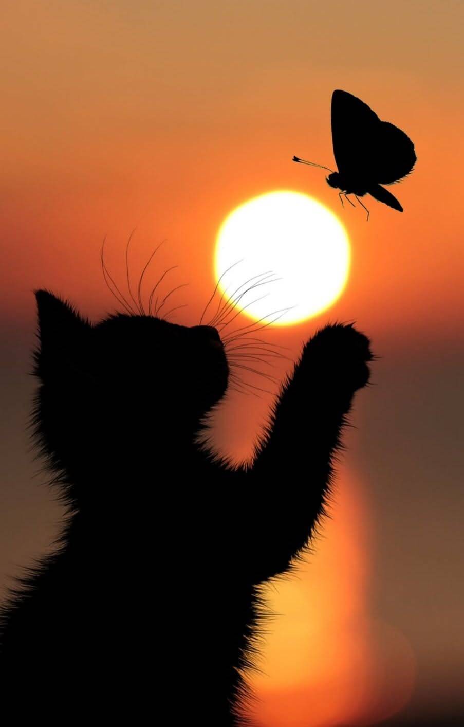 Aesthetic pfp Profile Picture of Cat Playing with Butterfly at Sunset