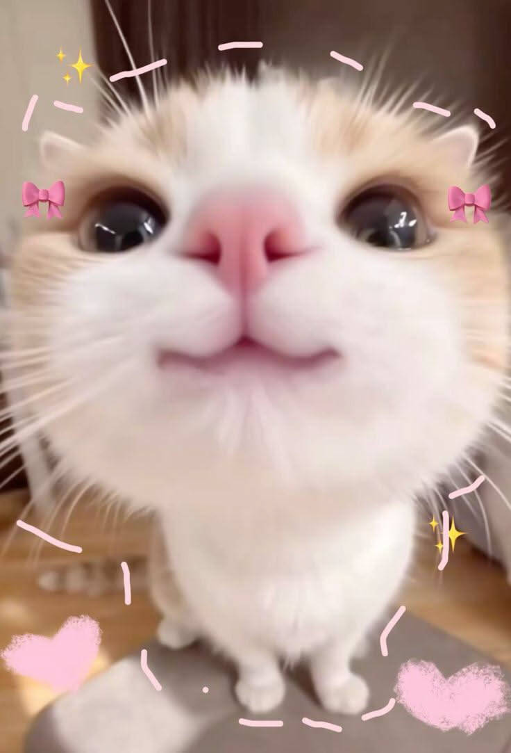 Aesthetic pfp Profile Picture of Cute Cat with Big Eyes