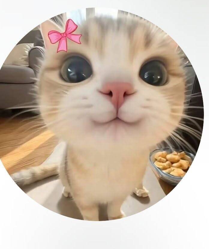 Aesthetic pfp Profile Picture of Cute Cat with Pink Bow