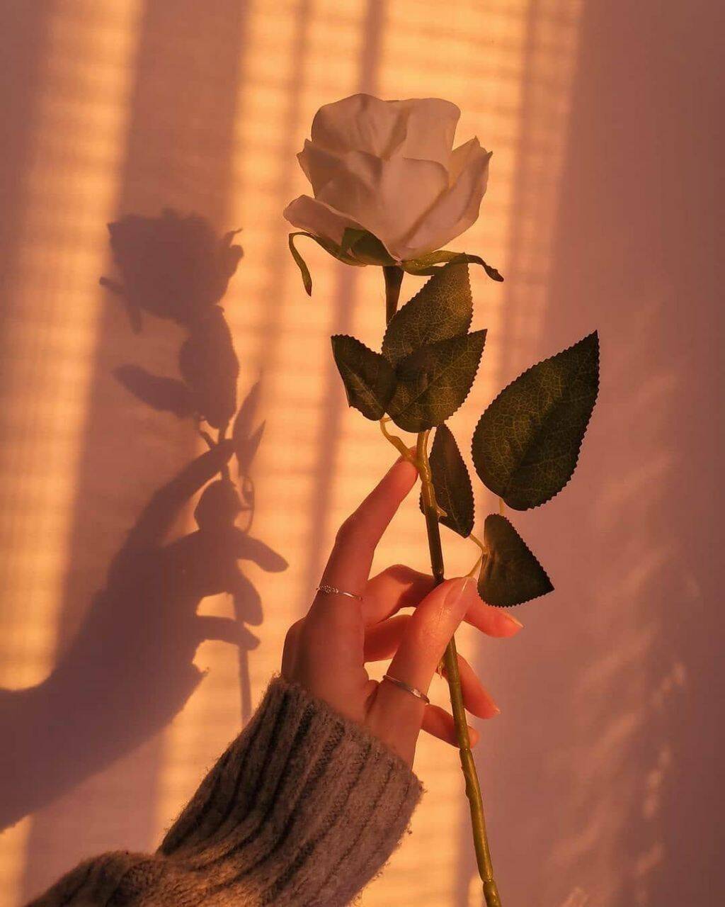Aesthetic pfp Profile Picture with Rose and Sunset Light