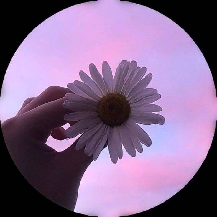 Cute and Adorable Pfp Profile Picture of Flower with Colorful Background