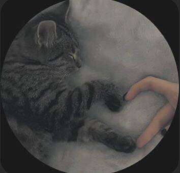 Pretty and Cute Pfp Profile Picture of Cat and Caring Hand