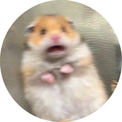 Funny Hamster Pfp Profile Picture