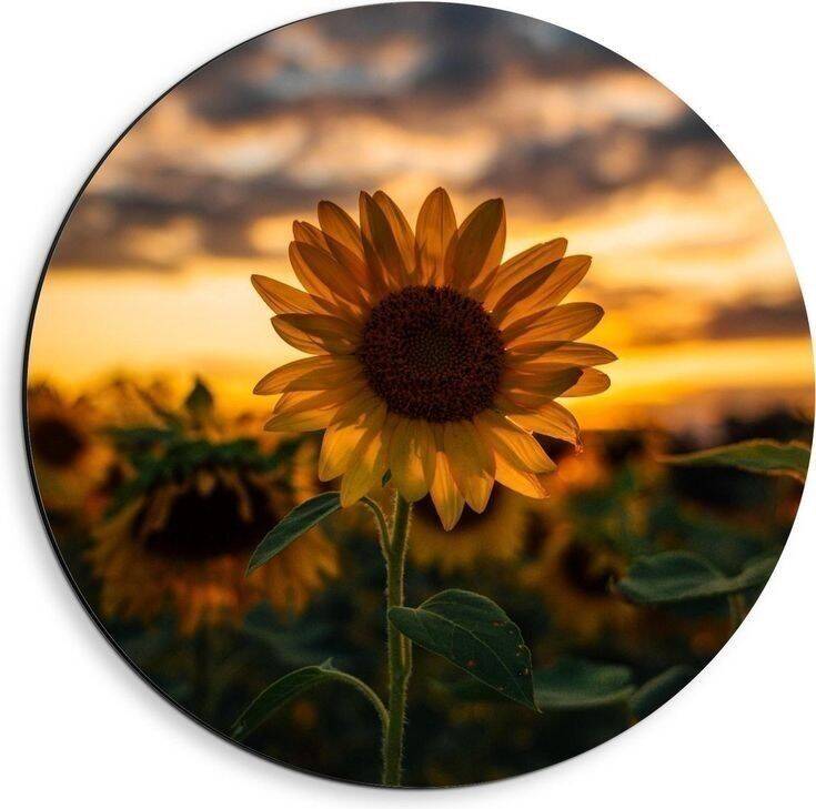 Cute and Adorable Pfp Profile Picture of Sunflower at Sunset