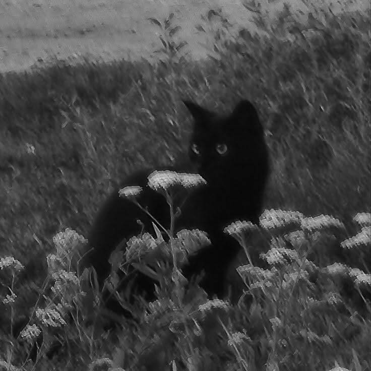 Black Profile Picture of Cat Among Flowers