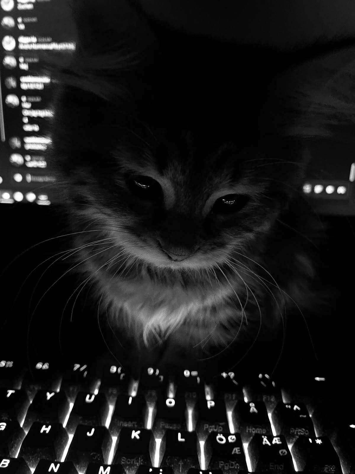 Black Profile Picture of Cat in Keyboard Light