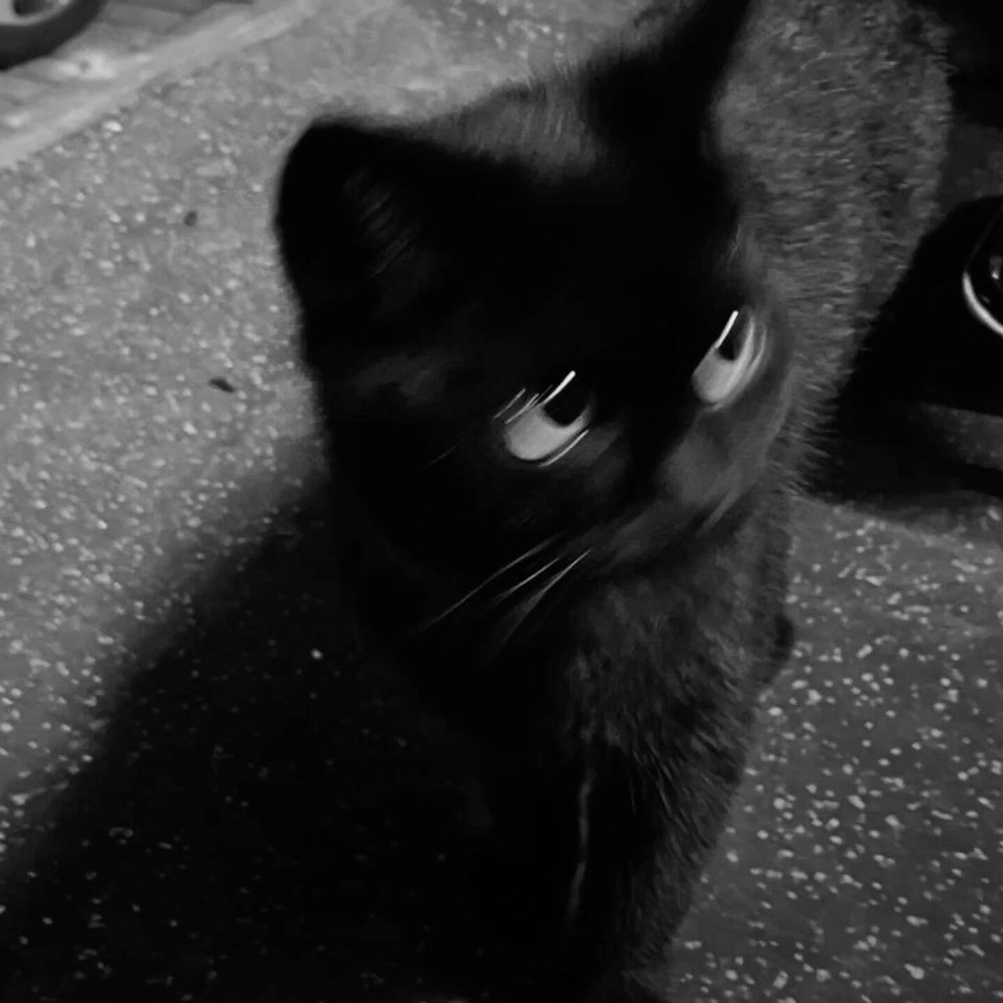 Black Profile Picture of Cat in Motion