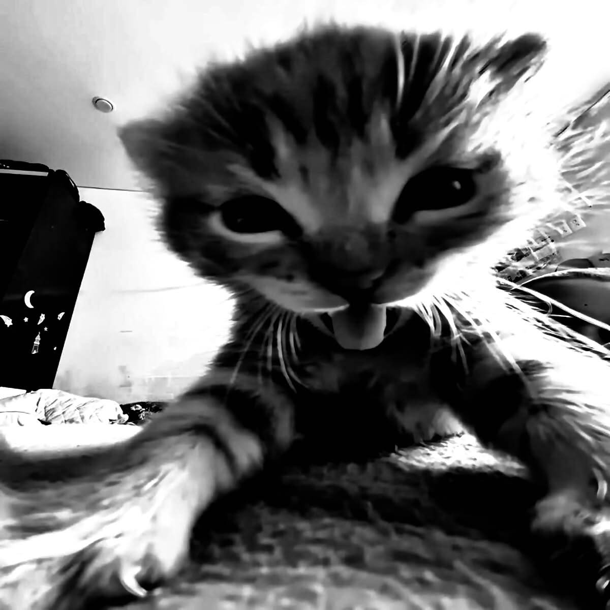 Black Profile Picture of Cat Playing