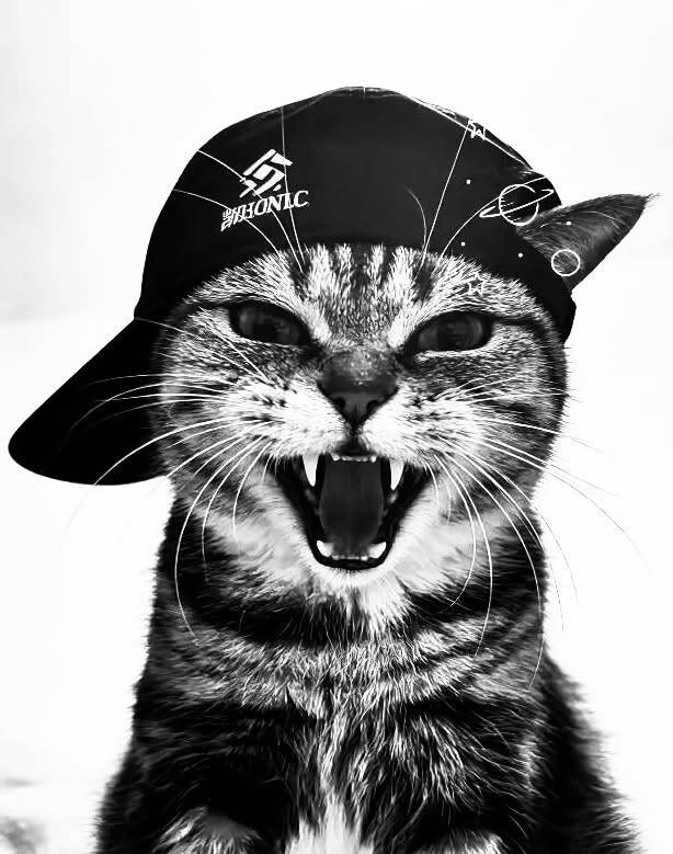Black Profile Picture of Cat Wearing a Cap