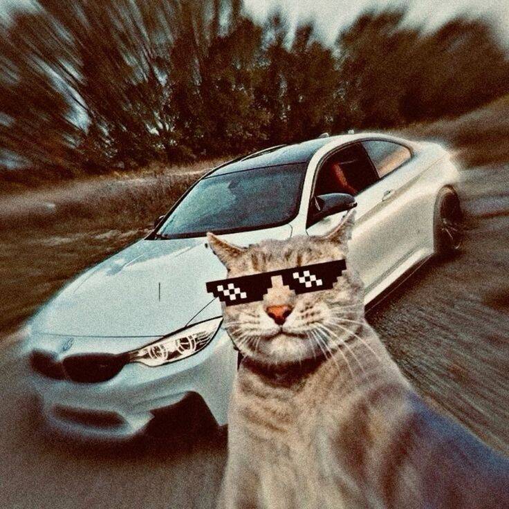 Funny Cat Pfp Profile Picture with Stylish Glasses