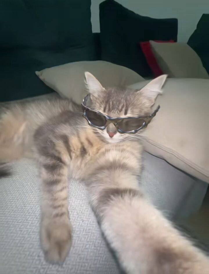 Funny pfp Profile Picture of Cat with Sunglasses