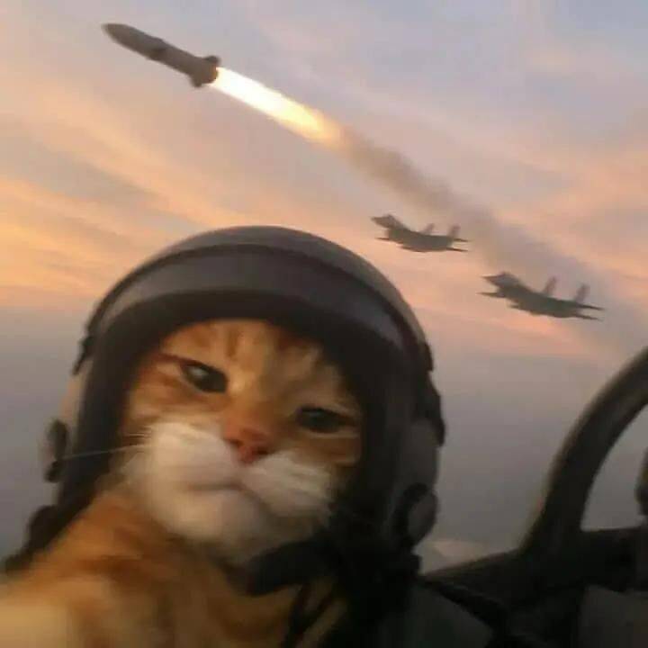 Funny pfp Profile Picture of Cat Fighter Pilot