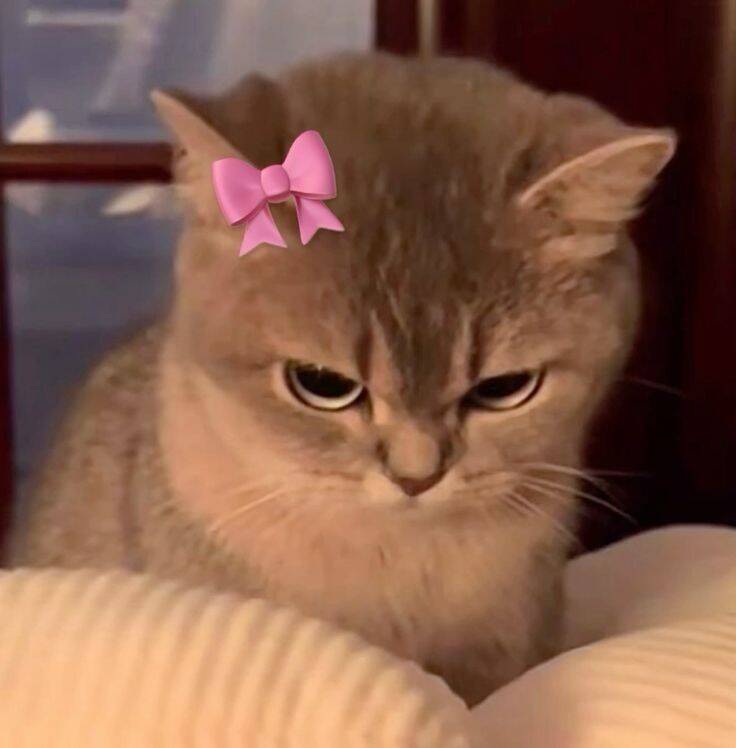 Funny pfp Profile Picture of Cat with Pink Bow