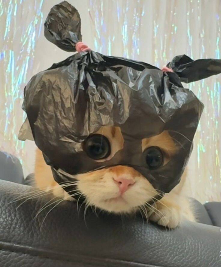 Funny Cat Pfp Profile Picture with Sack Mask