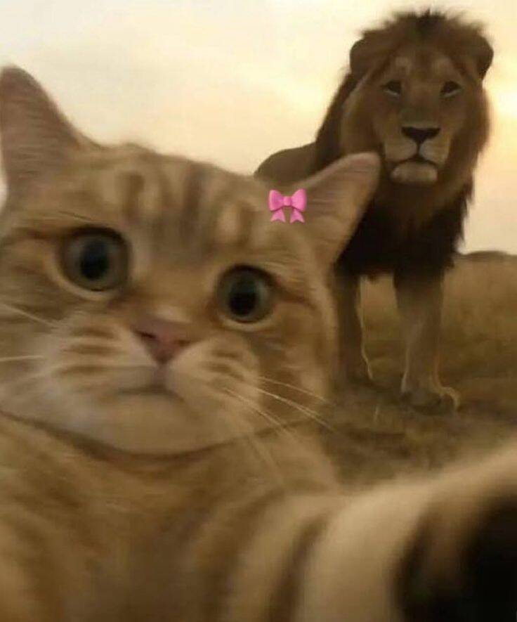 Funny Cat Pfp Profile Picture with Lion in the Background