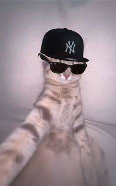 Funny Cat Pfp Profile Picture with Cap and Sunglasses