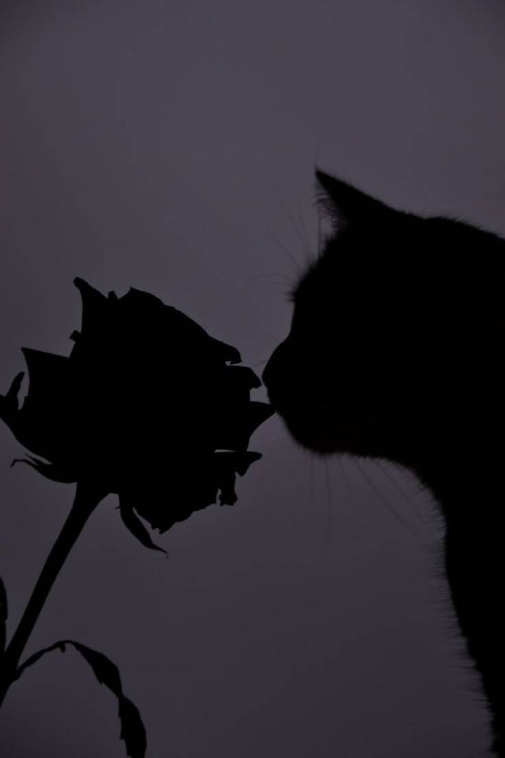 Black pfp Profile Picture of Cat Sniffing Rose