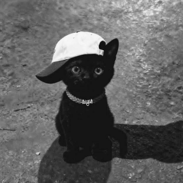 Black pfp Profile Picture of Cat with Cap