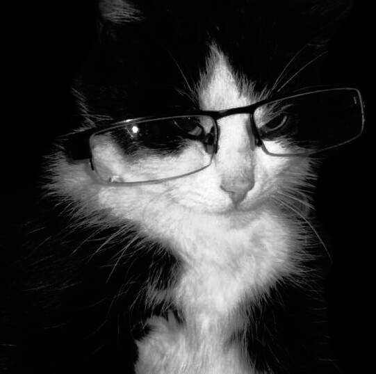 Black pfp Profile Picture of Cat with Glasses