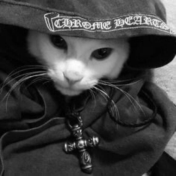 Black pfp Profile Picture of Cat with Hood