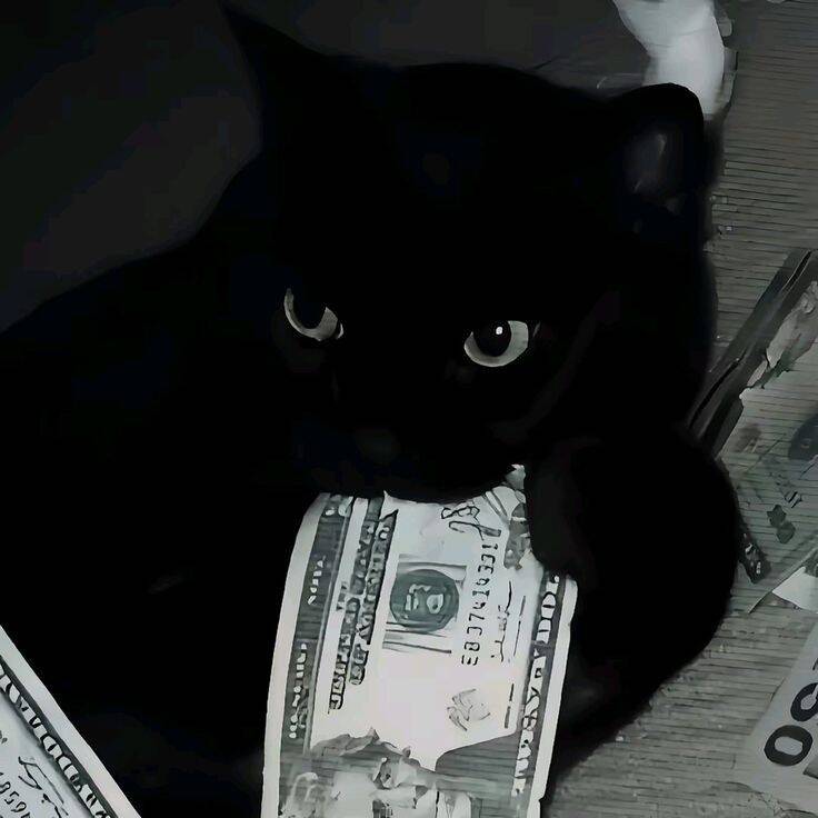 Black Cat with Money pfp Profile Picture