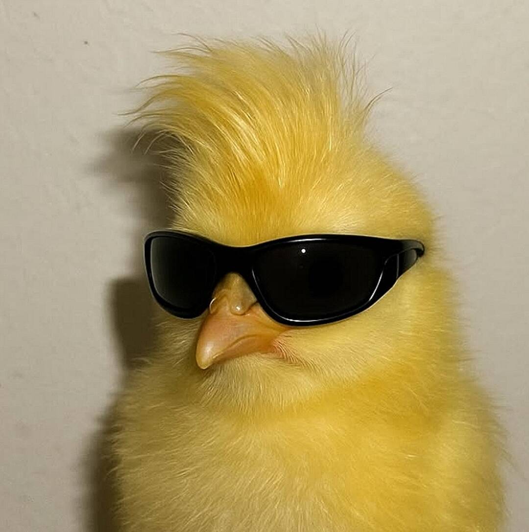 Funny pfp Profile Picture of Chick with Sunglasses