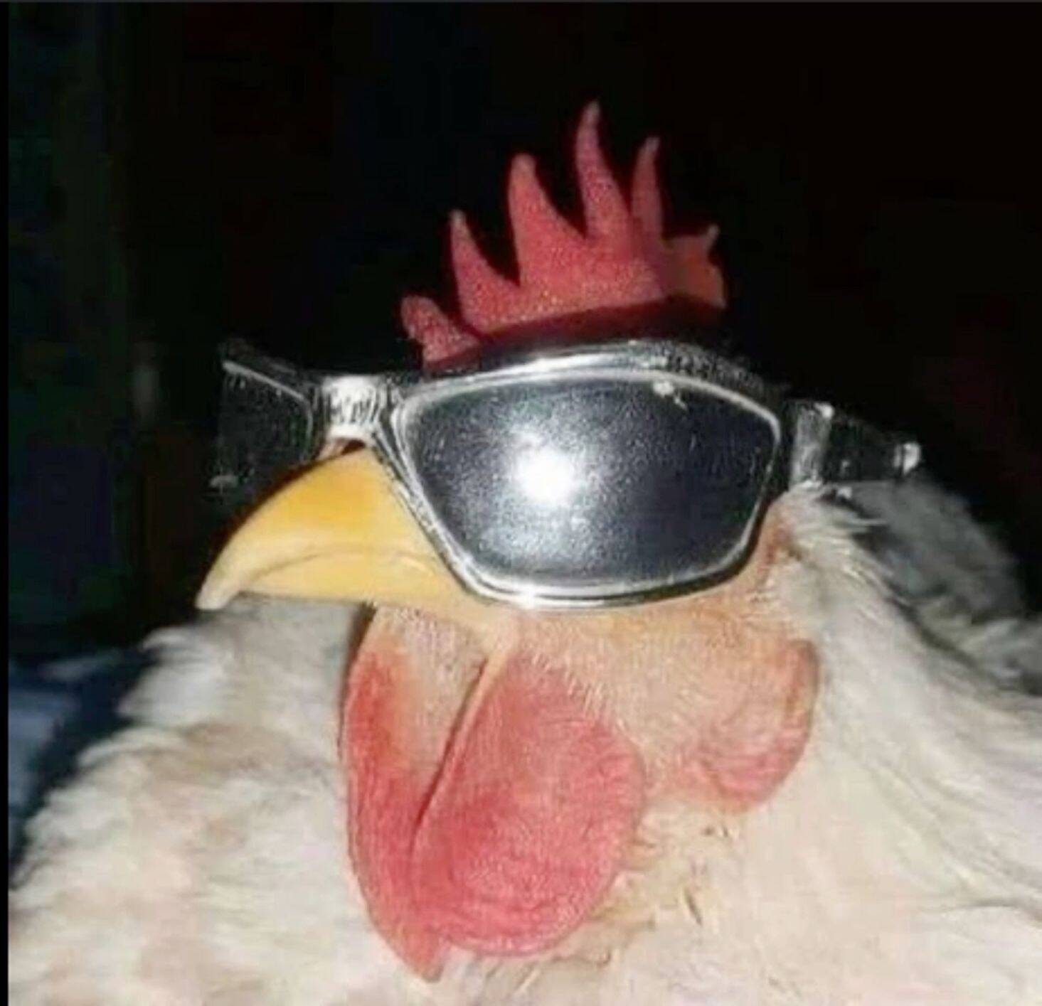 Funny pfp Profile Picture of Chicken with Sunglasses