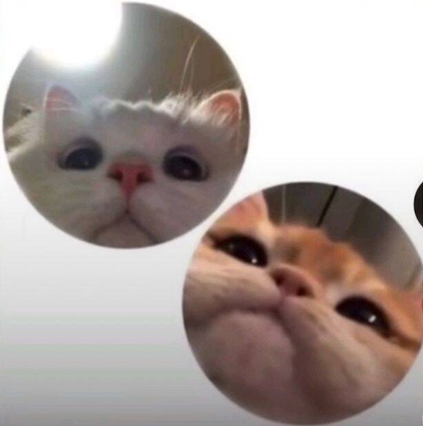 Cute Cats Matching Couple pfp Profile Picture