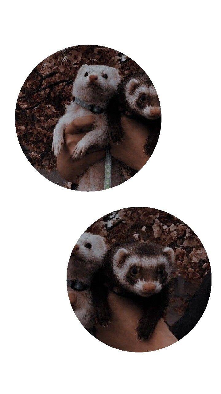 Cute Ferrets Matching Couple pfp Profile Picture