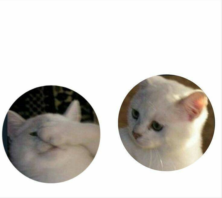 White Cats Matching Couple pfp Profile Picture