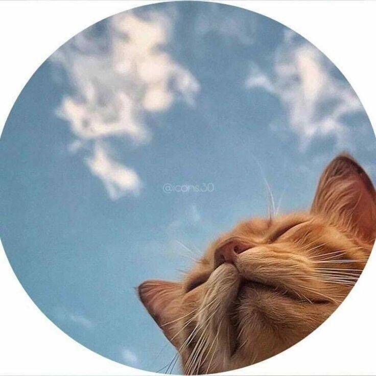 Cute and Adorable Cat Pfp Profile Picture with Blue Sky