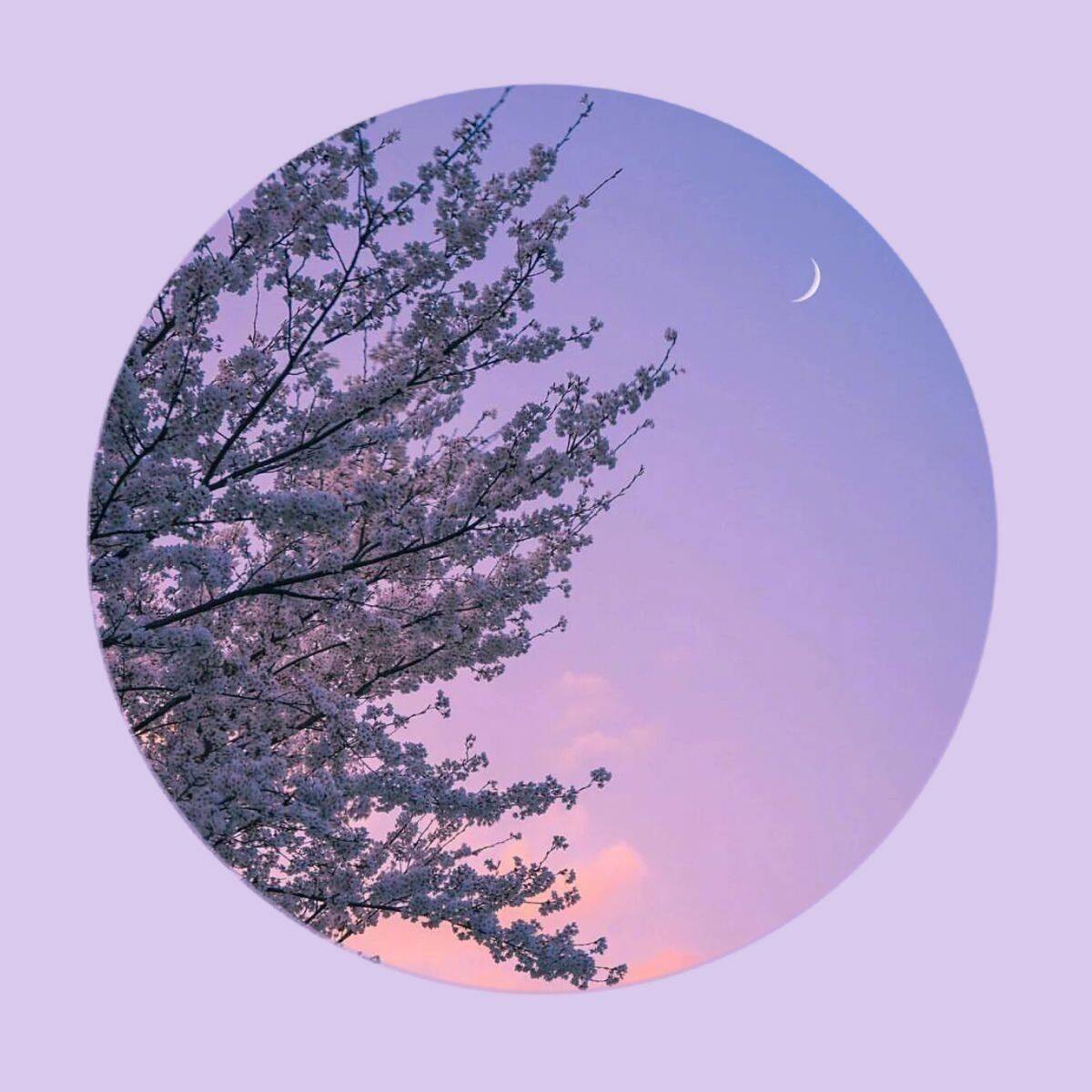 Cute and Adorable Cherry Blossom Pfp Profile Picture with Colorful Sky