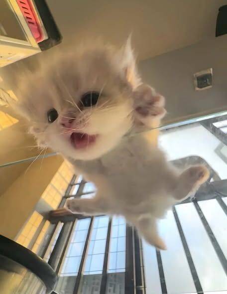 Cute and Funny Kitten pfp Profile Picture Jumping