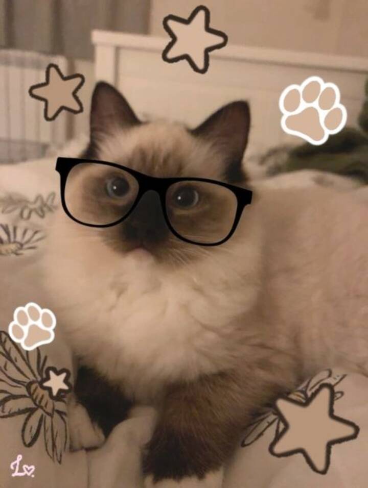 Cute Cat pfp Profile Picture with Funny Glasses