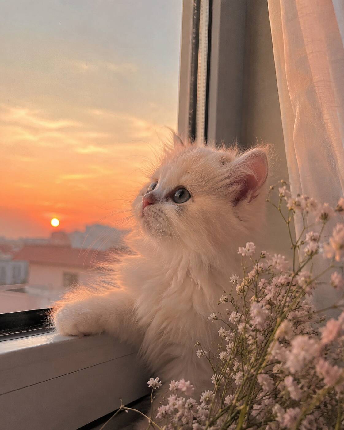 Cute Cat pfp Profile Picture Watching the Sunset