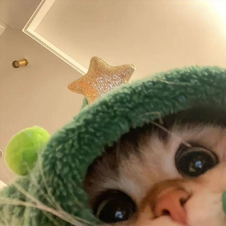Cute Cat pfp Profile Picture with Star Hat