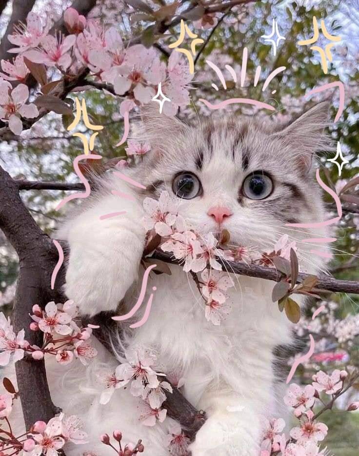 Cute Cat pfp Profile Picture among Flowers