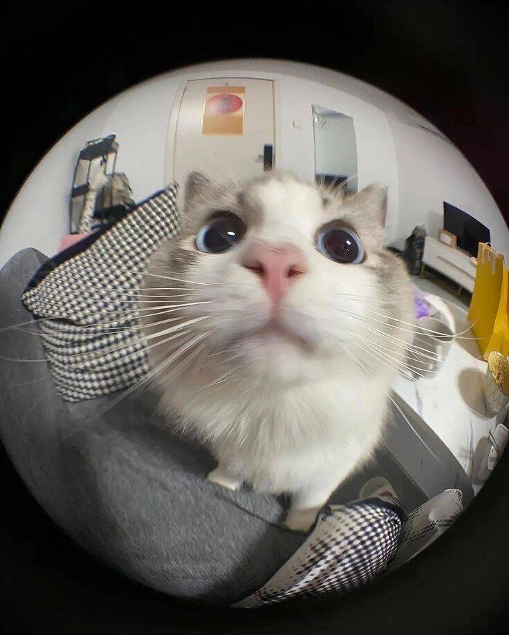 Funny Cute Cat pfp Profile Picture for Whatsapp