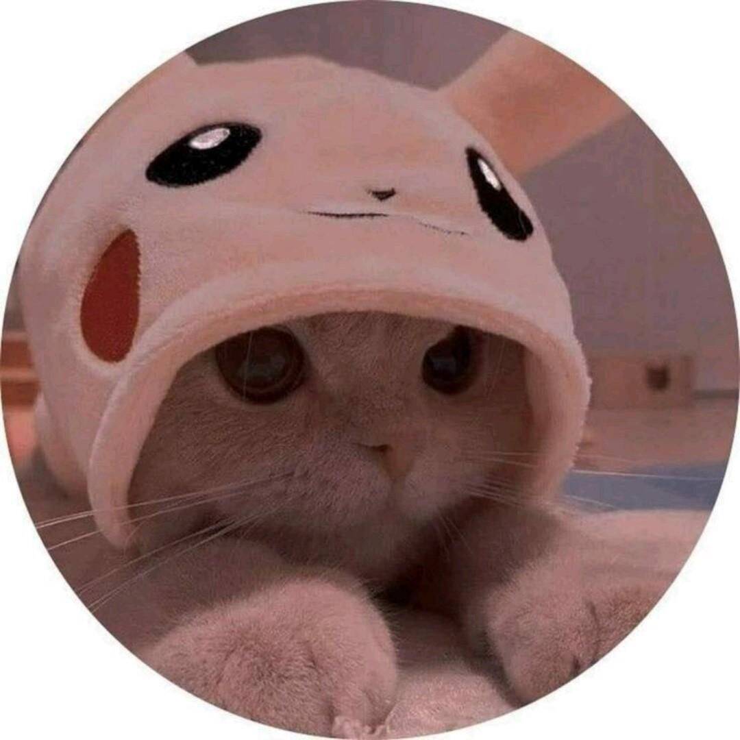 Cute Cat pfp Profile Picture for WhatsApp in Costume