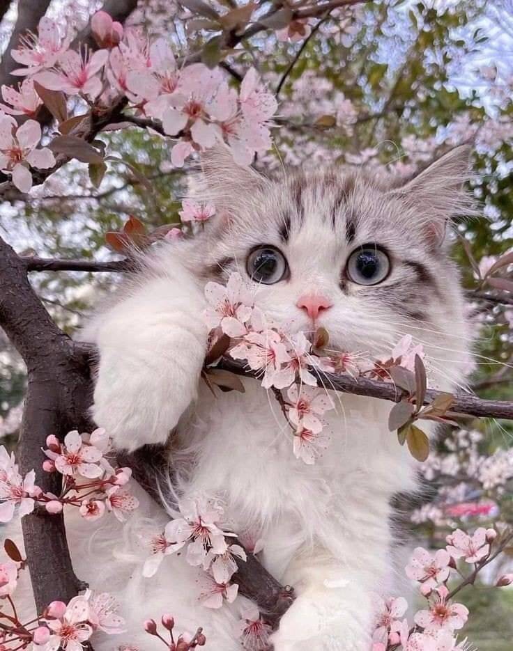 Cute Cat pfp Profile Picture among Flowers