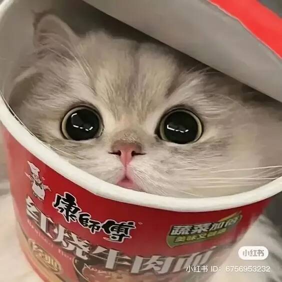 Cute Cat pfp Profile Picture Inside a Box
