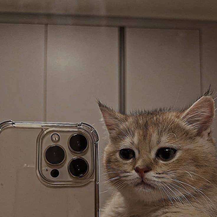 Cute Cat Pfp Profile Picture for WhatsApp