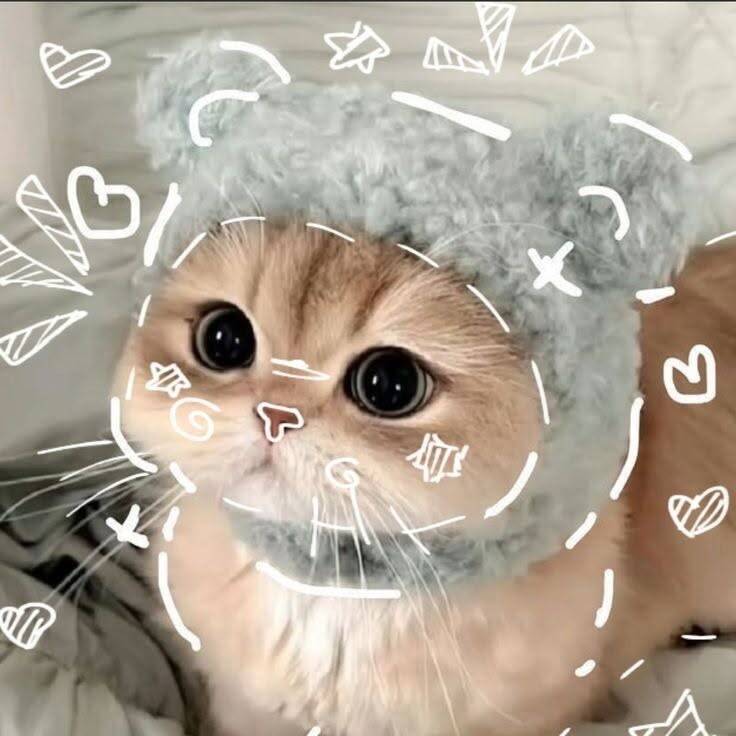 Cute Cat pfp Profile Picture with Bear Hat