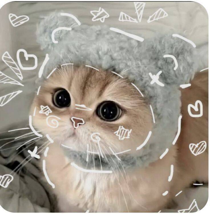 Cute and Adorable Cat Pfp Profile Picture with Bear Hat