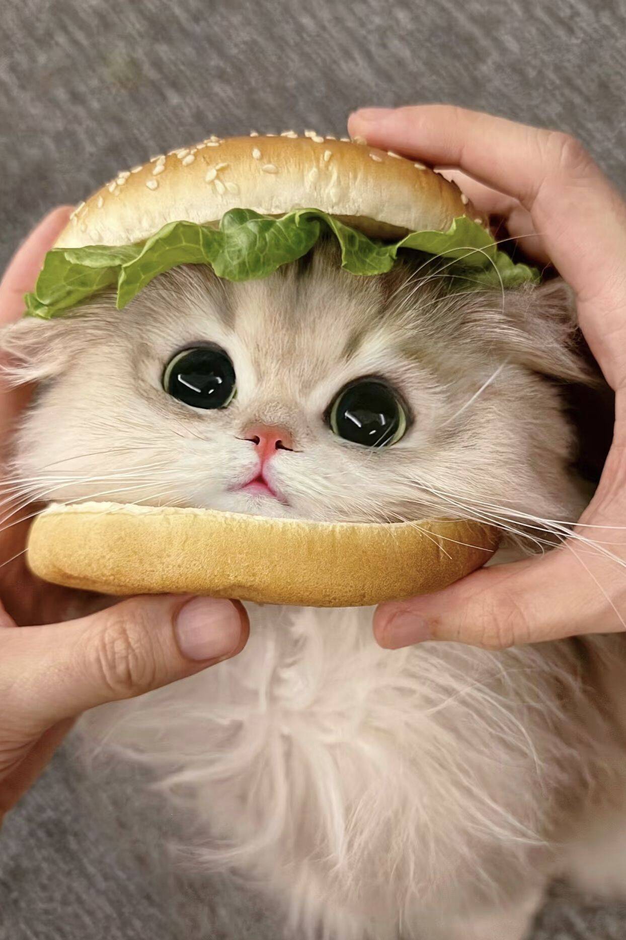 Cute Cat pfp Profile Picture with Hamburger Head
