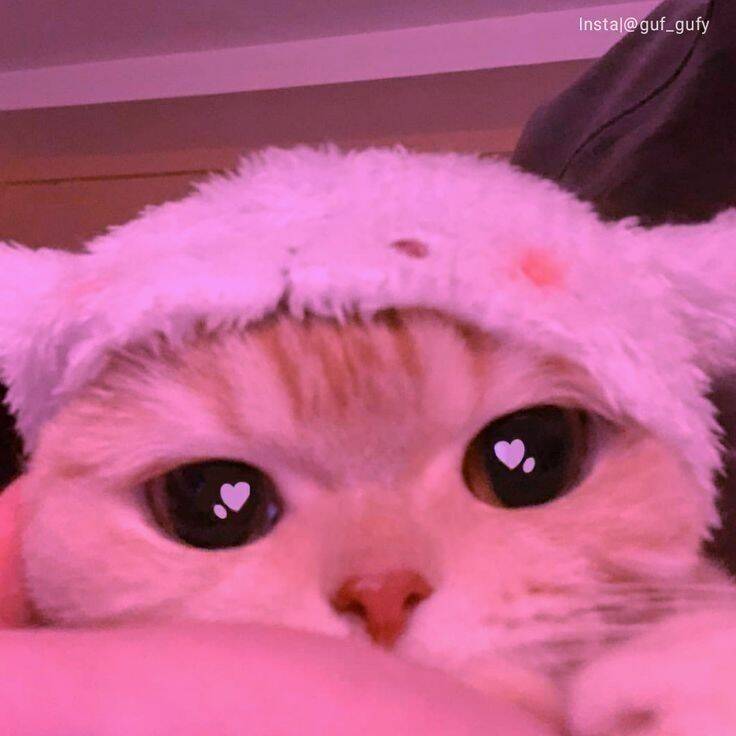 Cute Cat with Plush Hat pfp Profile Picture