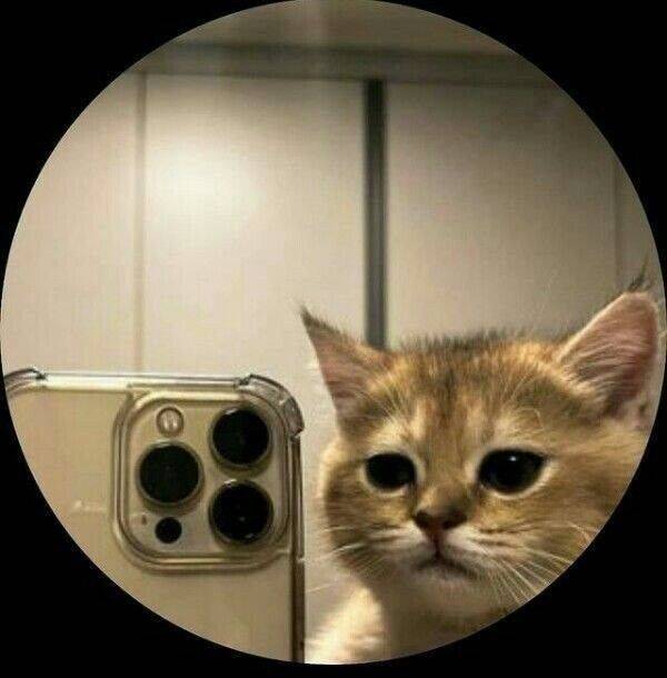 Cute Cat and Smartphone pfp Profile Picture