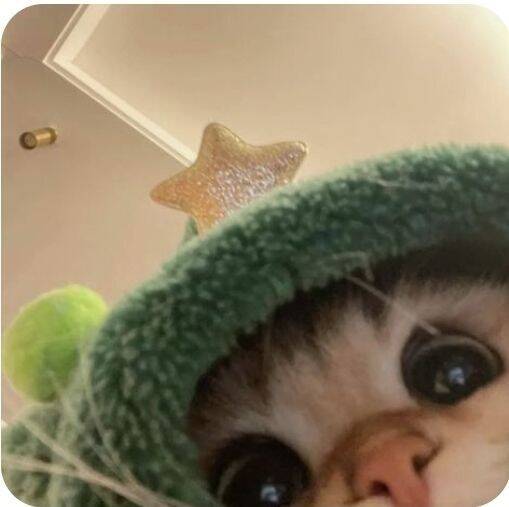 Cute Cat with Star Hat pfp Profile Picture
