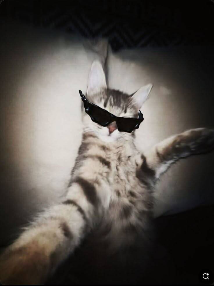 Cute Cat pfp Profile Picture with Sunglasses