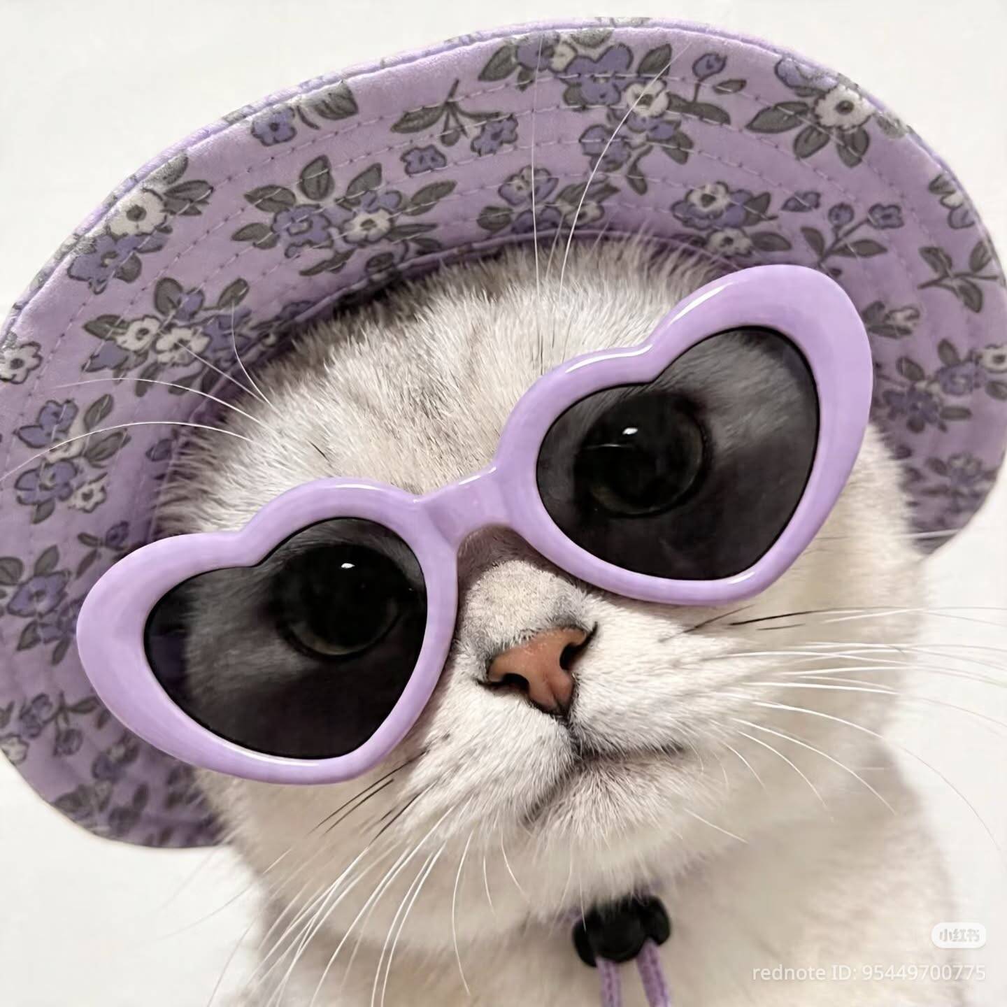 Cute Cat pfp Profile Picture with Sunglasses and Hat